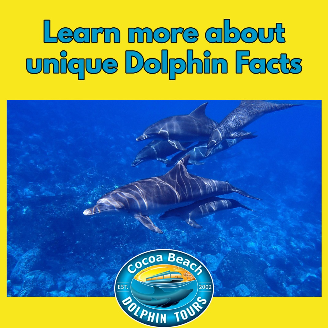 Unique Facts About Dolphins.